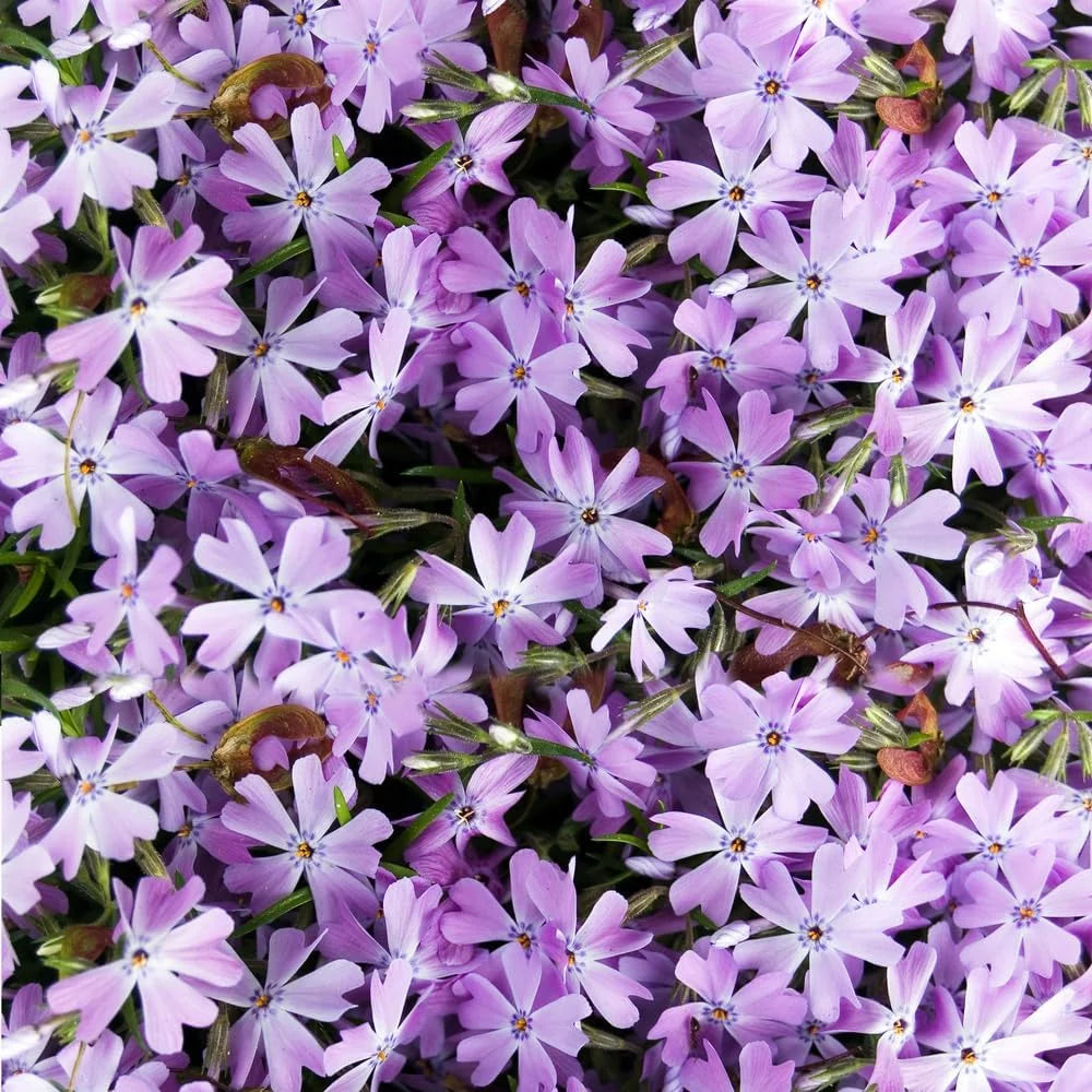 Lavender linanthus blume samen for anpflanzung - vibrant colors, heirloom & gmo free samen for home garten
 
 sale samen for home garten