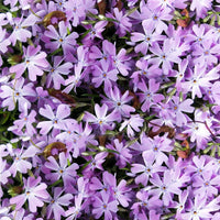 Lavender linanthus blume samen for anpflanzung - vibrant colors, heirloom & gmo free samen for home garten
 
 sale samen for home garten
