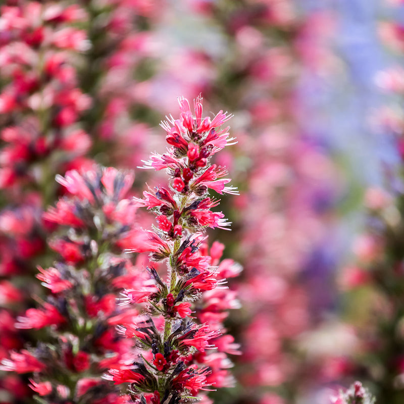 Rot amoenum blume samen for anpflanzung vibrant colors heirloom & gmo free samen for home garten
sale samen for home garten anpflanzung