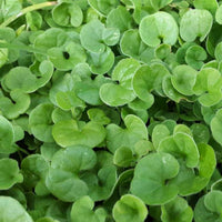 Dichondra blume samen for anpflanzung vibrant colors heirloom & gmo free samen for home garten 
 
 sale samen for home garten anpflanzung