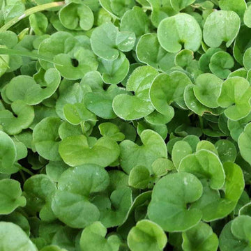 Dichondra blume samen for anpflanzung vibrant colors heirloom & gmo free samen for home garten 
 
 sale samen for home garten anpflanzung