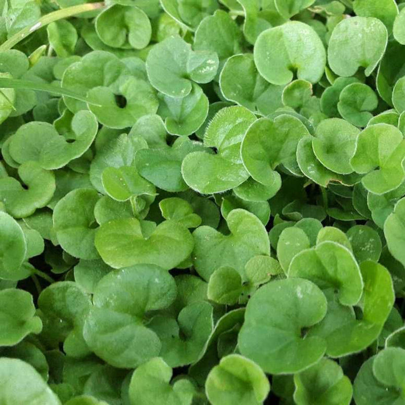Dichondra blume samen for anpflanzung vibrant colors heirloom & gmo free samen for home garten 
 
 sale samen for home garten anpflanzung