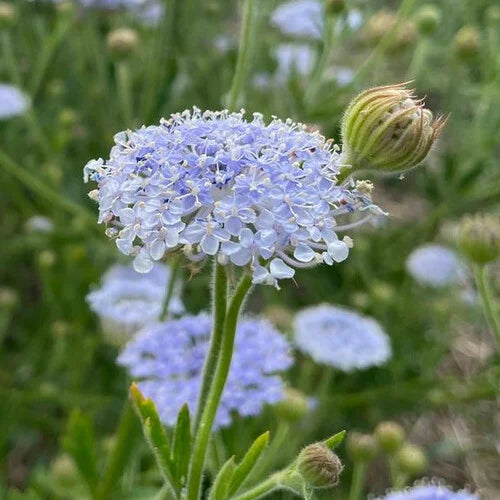 Blau lace blume samen for anpflanzung - colorful display, heirloom & gmo free samen for home garten
 
 sale for anpflanzung in home garten