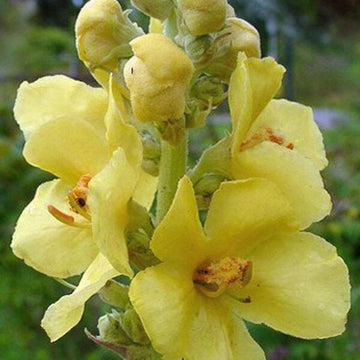 Gelb densiflorum blume samen for anpflanzung - perfect for borders, heirloom & gmo free samen for home garten
 
 sale samen for home garten