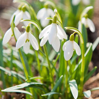 Weiß galanthus blume samen for anpflanzung garten favorite heirloom & gmo free samen for home garten 
 
 sale samen for home garten anpflanzung