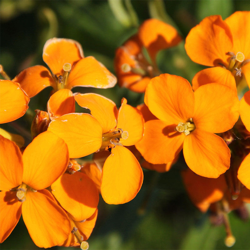 Erysimum blume samen for anpflanzung wildflower mix heirloom & gmo free samen for home garten 
 
 sale samen for home garten anpflanzung