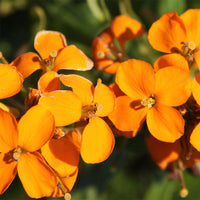 Erysimum blume samen for anpflanzung wildflower mix heirloom & gmo free samen for home garten 
 
 sale samen for home garten anpflanzung