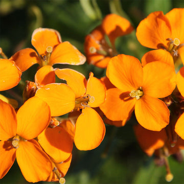 Erysimum blume samen for anpflanzung wildflower mix heirloom & gmo free samen for home garten 
 
 sale samen for home garten anpflanzung