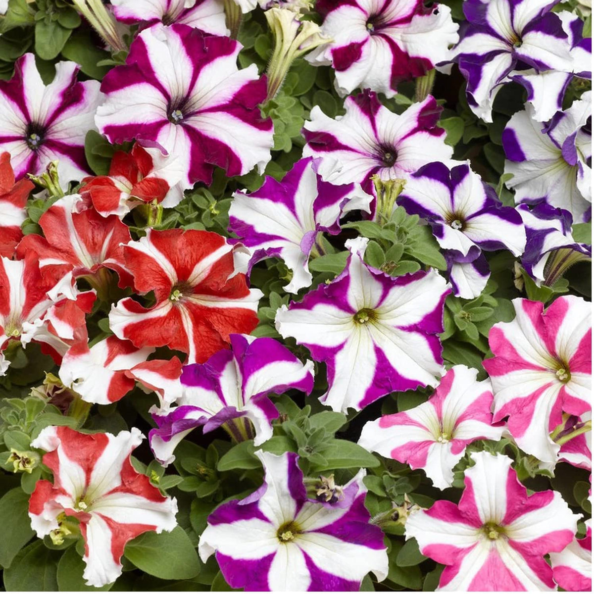 Mixed pelleted petunia blume samen for anpflanzung pollinator friendly heirloom & gmo free samen for home garten 
 
 sale samen for home garten anpflanzung