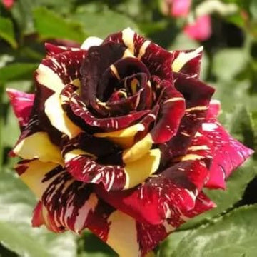 Marron cream rose blume samen for anpflanzung cut blume favorite heirloom & gmo free samen for home garten 
 
 sale samen for home garten anpflanzung
