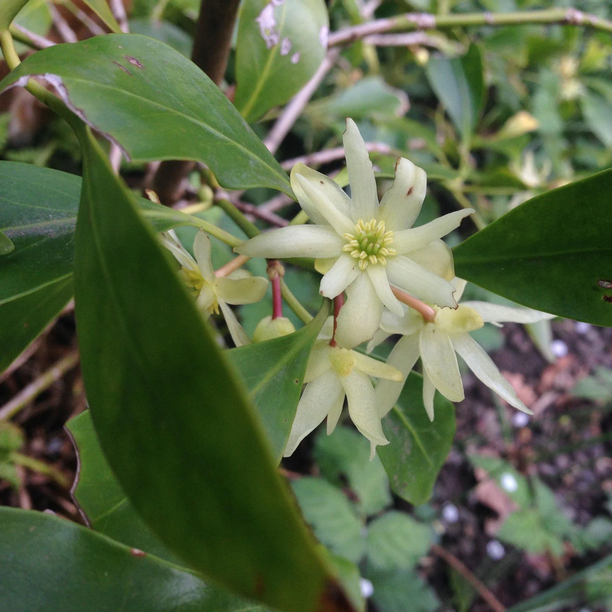 Illicium verum blume samen for anpflanzung compact growth heirloom & gmo free samen for home garten 
 
 sale samen for home garten anpflanzung