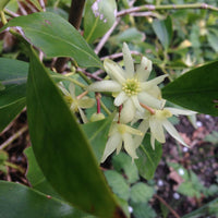 Illicium verum blume samen for anpflanzung compact growth heirloom & gmo free samen for home garten 
 
 sale samen for home garten anpflanzung