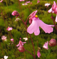 Rosa utricularia blume samen for anpflanzung hardy variety heirloom & gmo free samen for home garten 
 
 sale samen for home garten anpflanzung