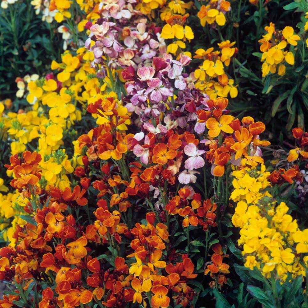 Mixed cheiranthus blume samen for anpflanzung - garten favorite, heirloom & gmo free samen for home garten
 
 sale samen for home garten