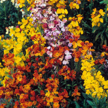 Mixed cheiranthus blume samen for anpflanzung - garten favorite, heirloom & gmo free samen for home garten
 
 sale samen for home garten