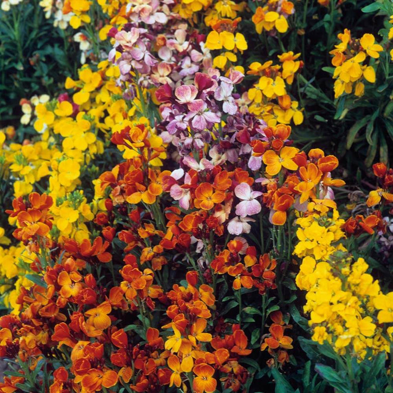 Mixed cheiranthus blume samen for anpflanzung - garten favorite, heirloom & gmo free samen for home garten
 
 sale samen for home garten