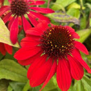 Cone blume samen for anpflanzung colorful display heirloom & gmo free samen for home garten 
 
 sale samen for home garten anpflanzung