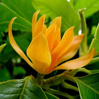 Chempaca blume samen for anpflanzung - fragrant blossoms, heirloom & gmo free samen for home garten
 
 sale samen for anpflanzung in home garten