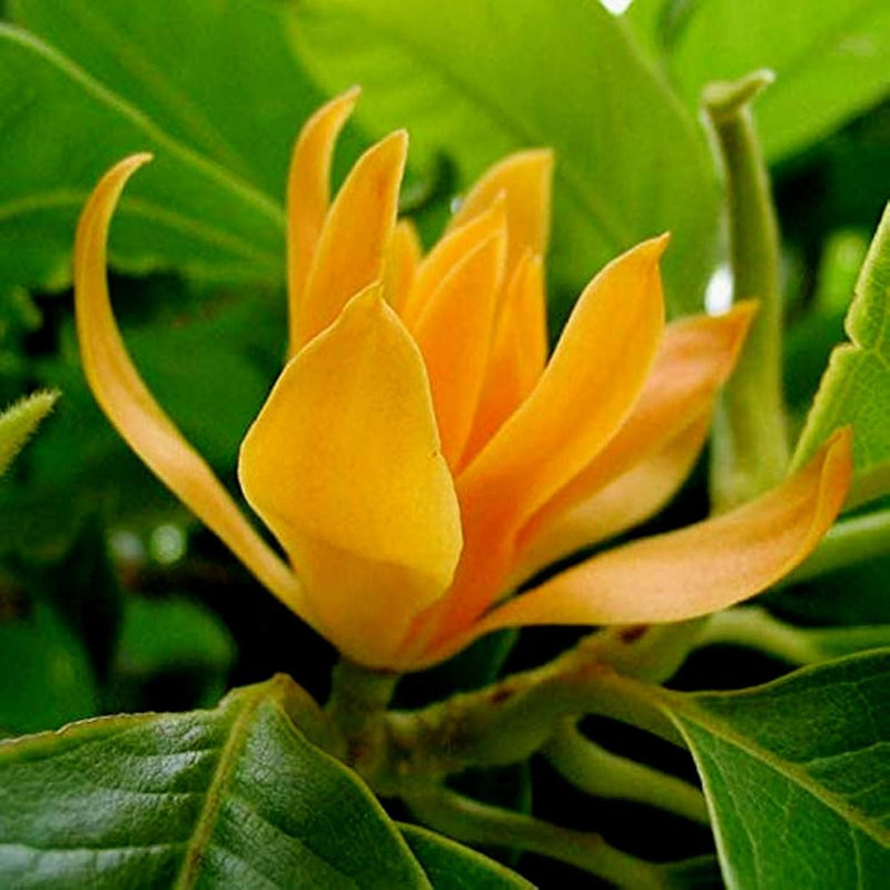 Chempaca blume samen for anpflanzung - fragrant blossoms, heirloom & gmo free samen for home garten
 
 sale samen for anpflanzung in home garten