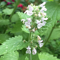 Catnip nepeta blume samen for anpflanzung hardy variety heirloom & gmo free samen for home garten 
 
 sale samen for home garten anpflanzung