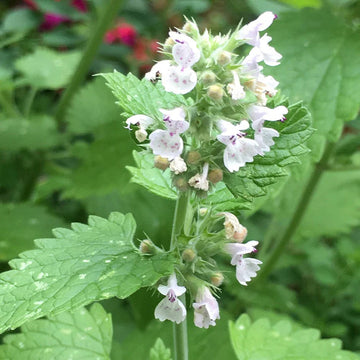 Catnip nepeta blume samen for anpflanzung hardy variety heirloom & gmo free samen for home garten 
 
 sale samen for home garten anpflanzung