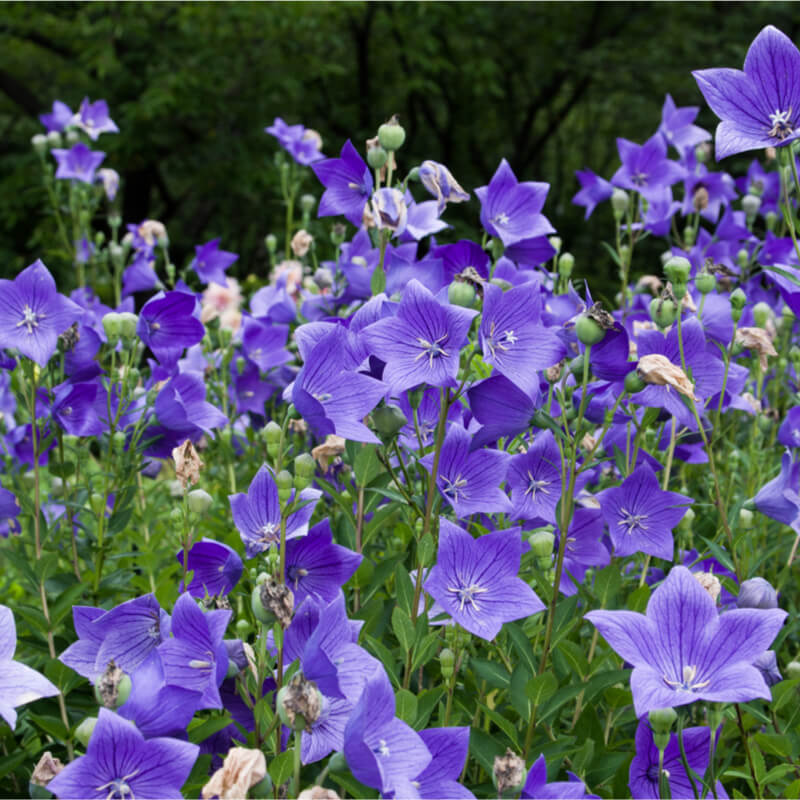 Patycodon blume samen for anpflanzung low maintenance heirloom & gmo free samen for home garten
 
 sale samen for home garten anpflanzung
