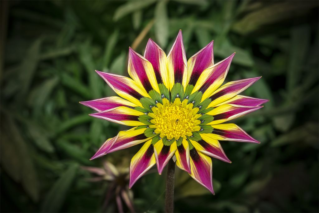Rosa gelb gazania blume samen for anpflanzung premium quality heirloom & gmo free samen for home garten 
 
 sale samen for home garten anpflanzung
