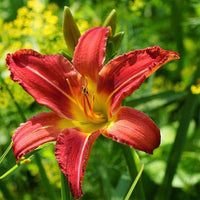 Hemerocallis blume samen for anpflanzung cottage garten essential heirloom & gmo free samen for home garten 
 
 sale for anpflanzung in home garten