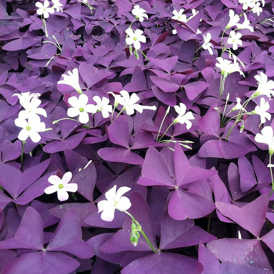 Oxalis triangularis blume samen for anpflanzung - bright blooms, heirloom & gmo free samen for home garten
 
 sale for anpflanzung in home garten.