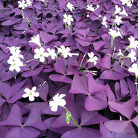 Oxalis triangularis blume samen for anpflanzung - bright blooms, heirloom & gmo free samen for home garten
 
 sale for anpflanzung in home garten.