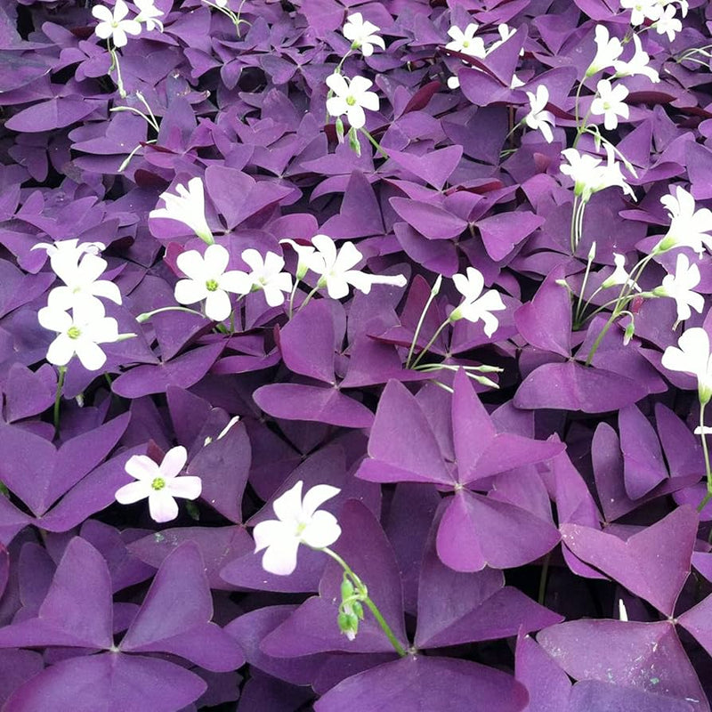 Oxalis triangularis blume samen for anpflanzung - bright blooms, heirloom & gmo free samen for home garten
 
 sale for anpflanzung in home garten.