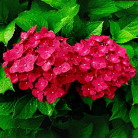 Rot hydrangea blume samen for anpflanzung vibrant colors heirloom & gmo free samen for home garten 
 
 sale samen for home garten anpflanzung
