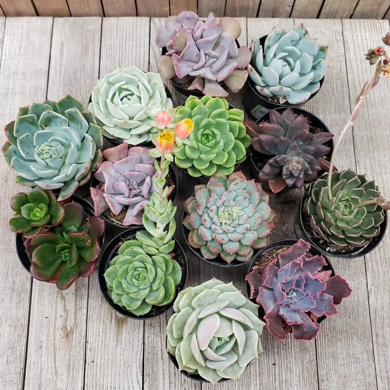 Mixed echeveria blume samen for anpflanzung easy to grow heirloom & gmo free samen for home garten 
 
 sale samen for home garten anpflanzung