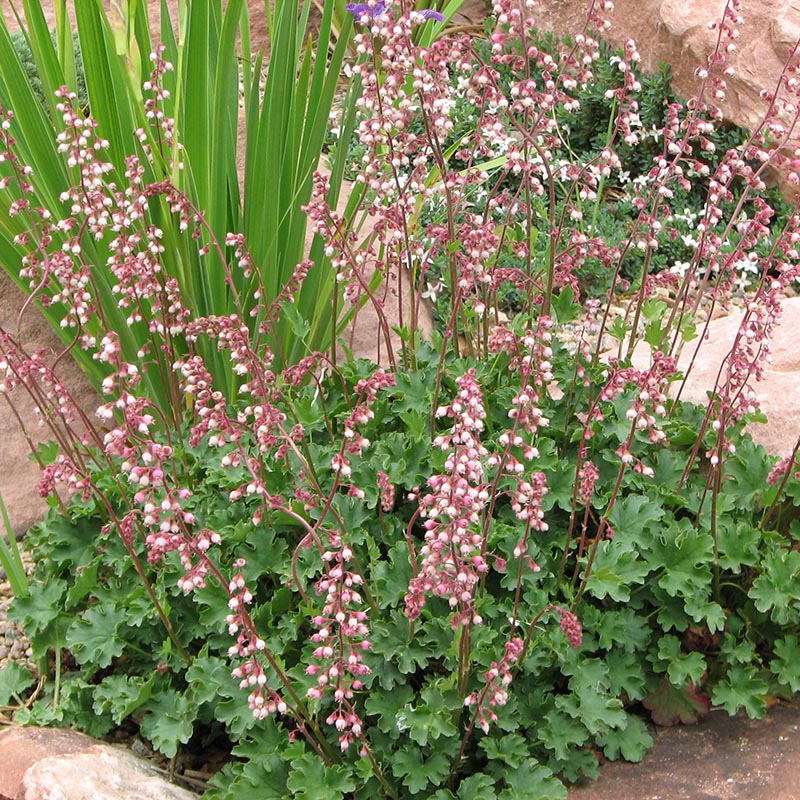 Heuchera pulchella blume samen for anpflanzung bright blooms heirloom & gmo free samen for home garten 
 
 sale for anpflanzung in home garten