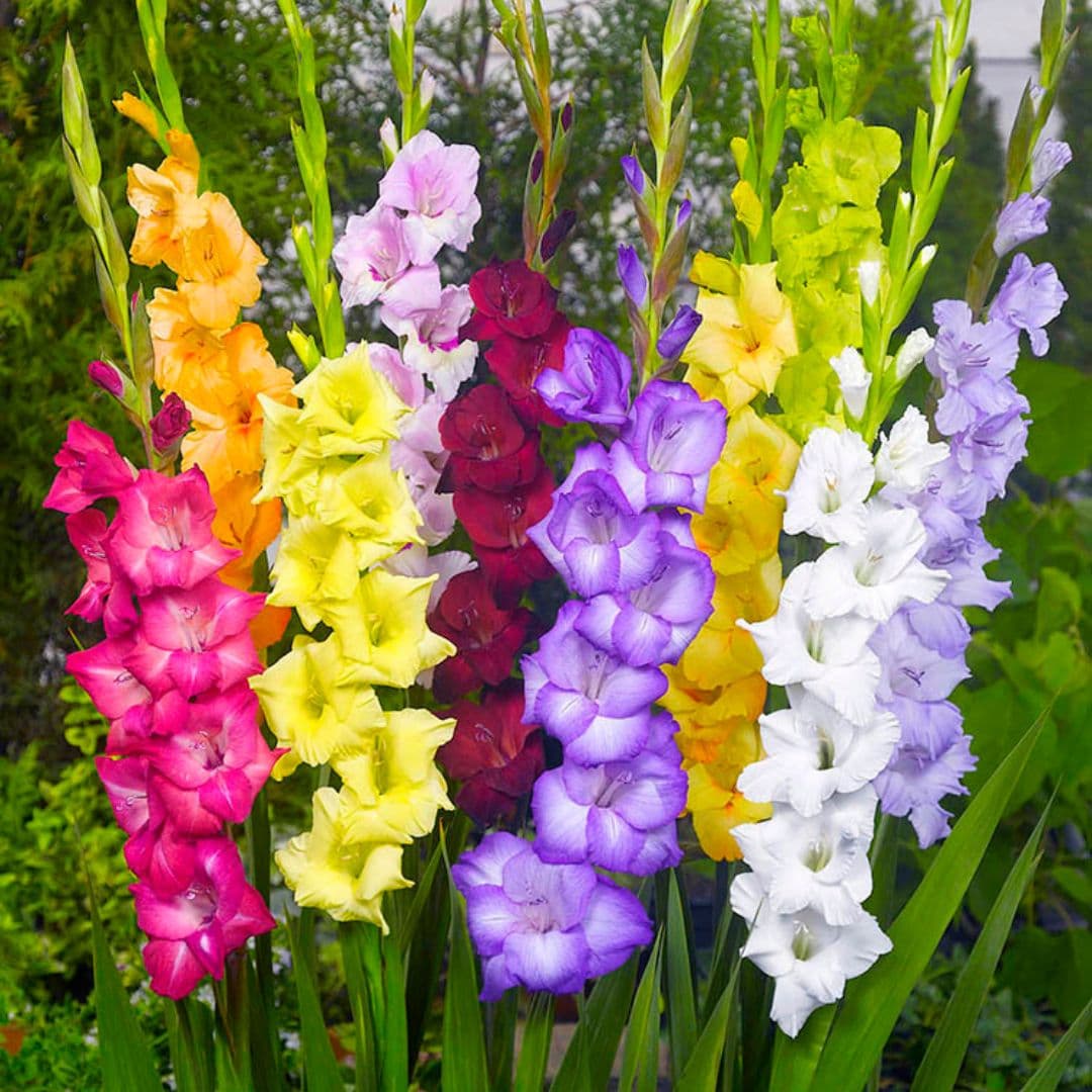 Gladiolus blume samen for anpflanzung drought tolerant heirloom & gmo free samen for home garten 
 
 sale samen for home garten anpflanzung