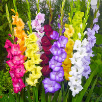 Gladiolus blume samen for anpflanzung drought tolerant heirloom & gmo free samen for home garten 
 
 sale samen for home garten anpflanzung