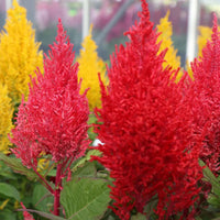 Mixed celosia argentea blume samen for anpflanzung - hardy variety, heirloom & gmo free samen for home garten
 
 sale samen for anpflanzung in home garten
