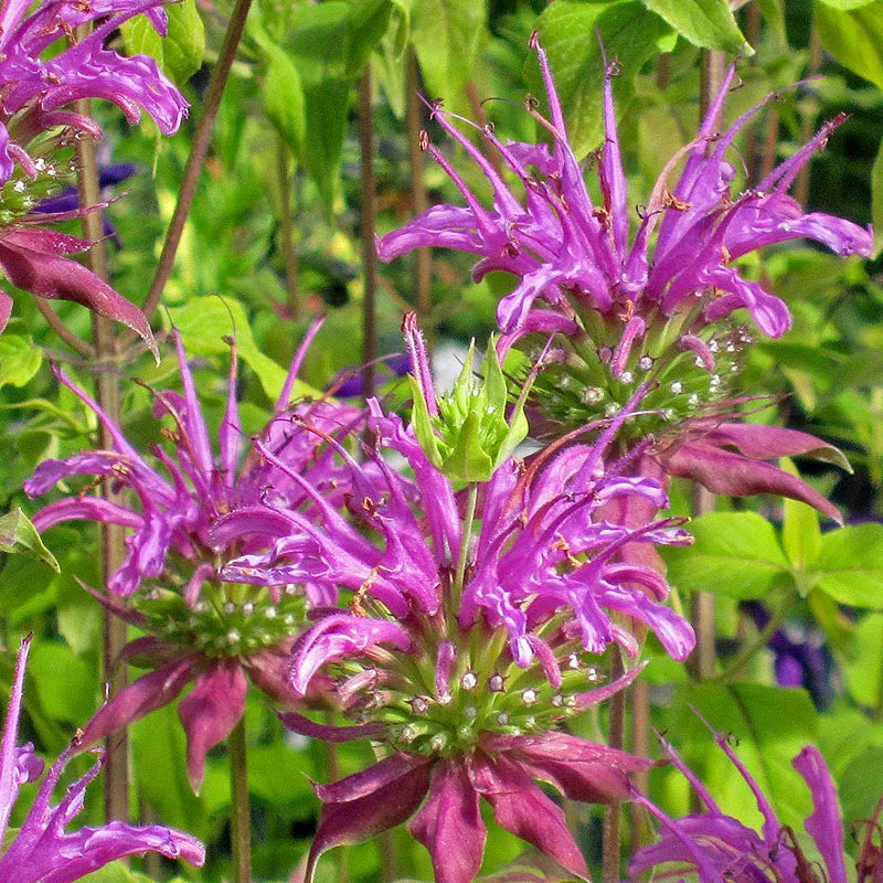 Lila monarda blume samen for anpflanzung shade tolerant heirloom & gmo free samen for home garten 
 
 sale samen for home garten anpflanzung