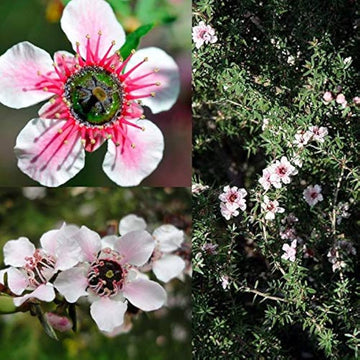 Manuka blume samen for anpflanzung - seasonal bloomer, heirloom & gmo free samen for home garten
 
 sale samen for anpflanzung in home garten