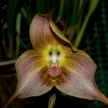 Braun dracula blume samen for anpflanzung cut blume favorite heirloom & gmo free samen for home garten
 
 sale samen for home garten anpflanzung