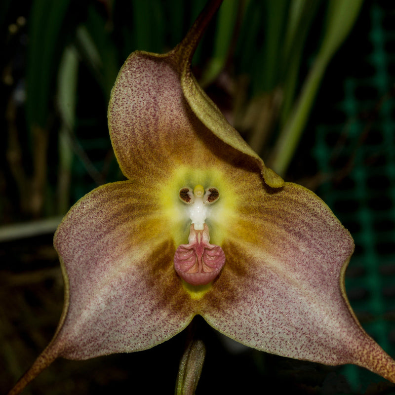 Braun dracula blume samen for anpflanzung cut blume favorite heirloom & gmo free samen for home garten
 
 sale samen for home garten anpflanzung