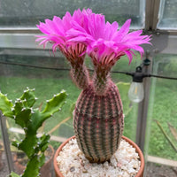 Violet echinocereus rigidissimus blume samen for anpflanzung colorful display heirloom & gmo free samen for home garten 
 
 sale samen for home garten anpflanzung