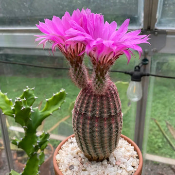 Violet echinocereus rigidissimus blume samen for anpflanzung colorful display heirloom & gmo free samen for home garten 
 
 sale samen for home garten anpflanzung