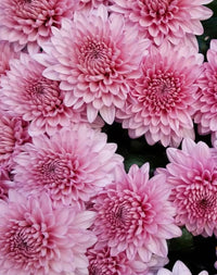 Baby rosa chrysanthemum blume samen for anpflanzung - premium quality, heirloom & gmo free samen for home garten
 
 sale samen for anpflanzung in home garten