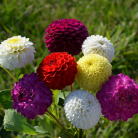 Dahlia blume samen for anpflanzung vibrant colors heirloom & gmo free samen for home garten 
 
 sale for anpflanzung in home garten