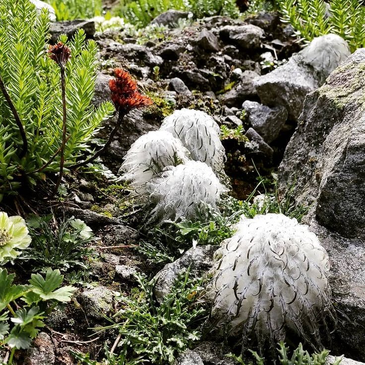 Saussurea blume samen for anpflanzung premium quality heirloom & gmo free samen for home garten 
 
 sale samen for home garten anpflanzung