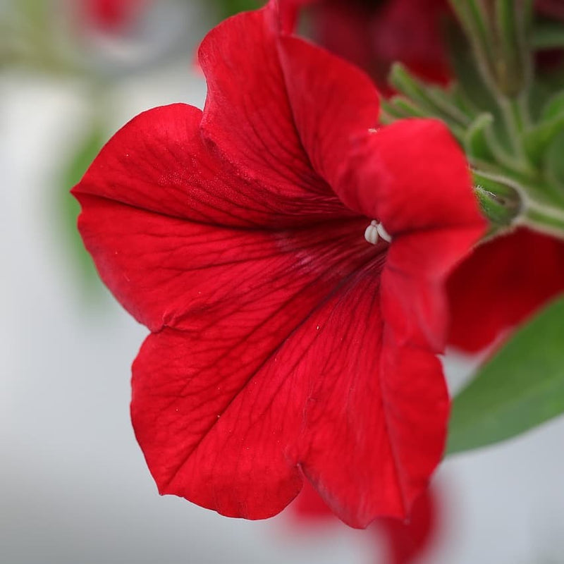 Rot velour blume samen for anpflanzung - colorful display, heirloom & gmo free samen for home garten
 
 sale samen for anpflanzung in home garten