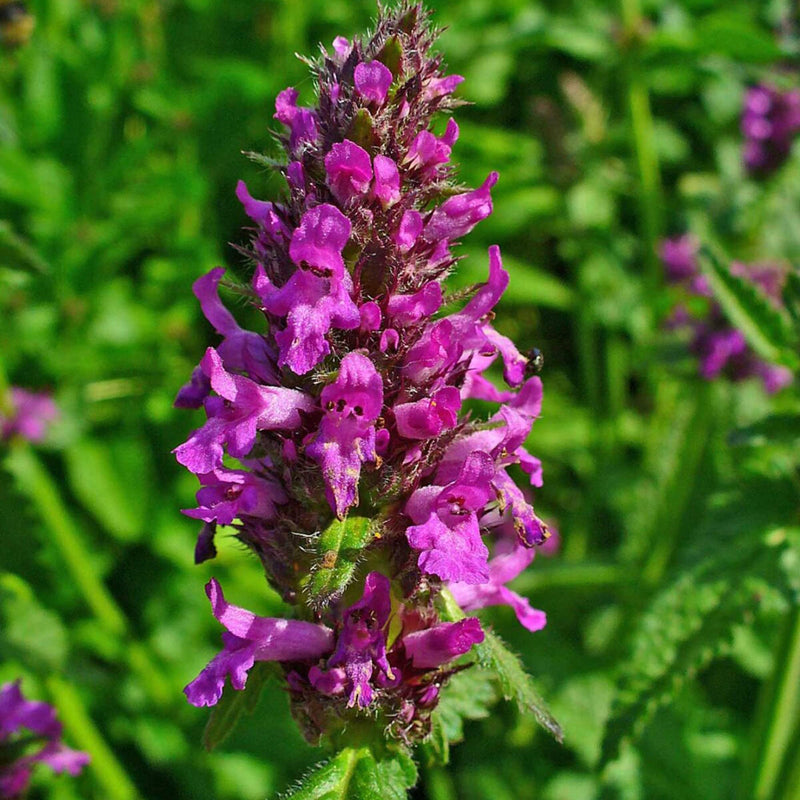 Stachys officinalis blume samen for anpflanzung bright blooms heirloom & gmo free samen for home garten 
 
 sale samen for home garten anpflanzung