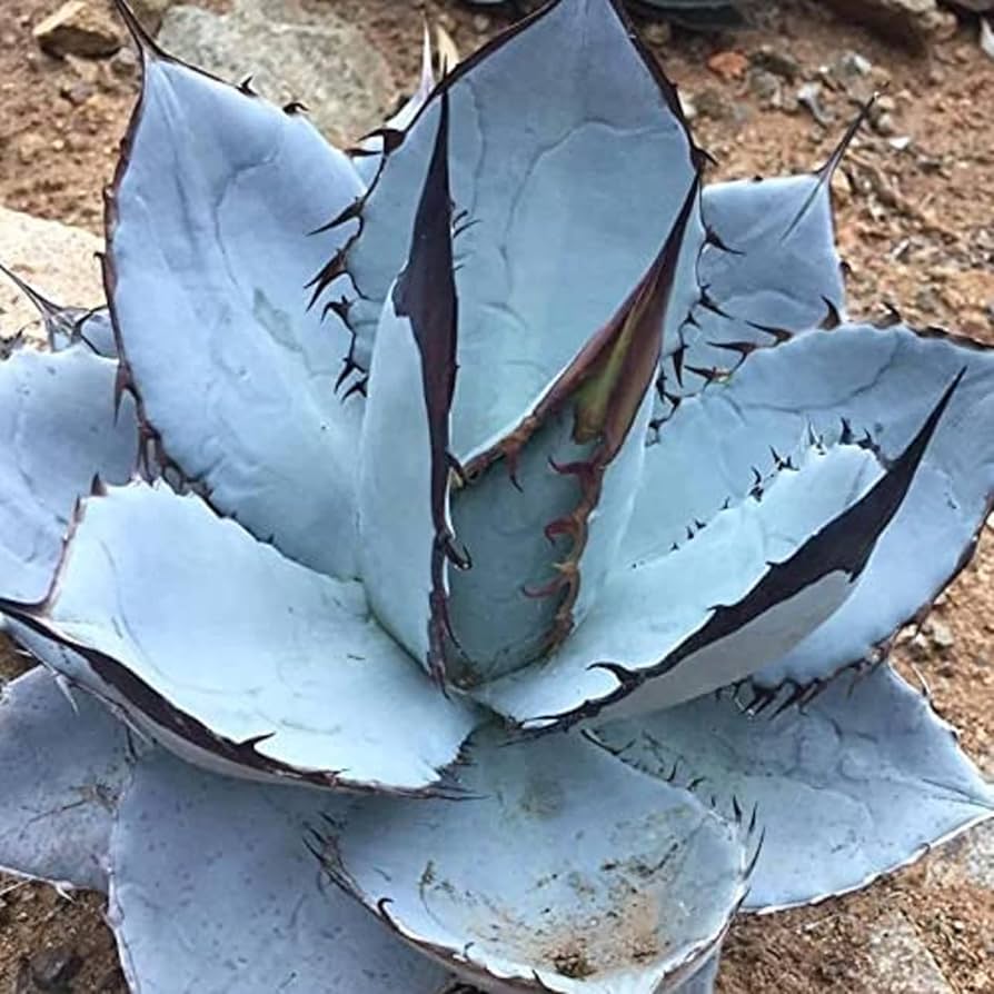 Blau agave titanota blume samen for anpflanzung compact growth heirloom & gmo free samen for home garten
 
 sale samen for home garten anpflanzung