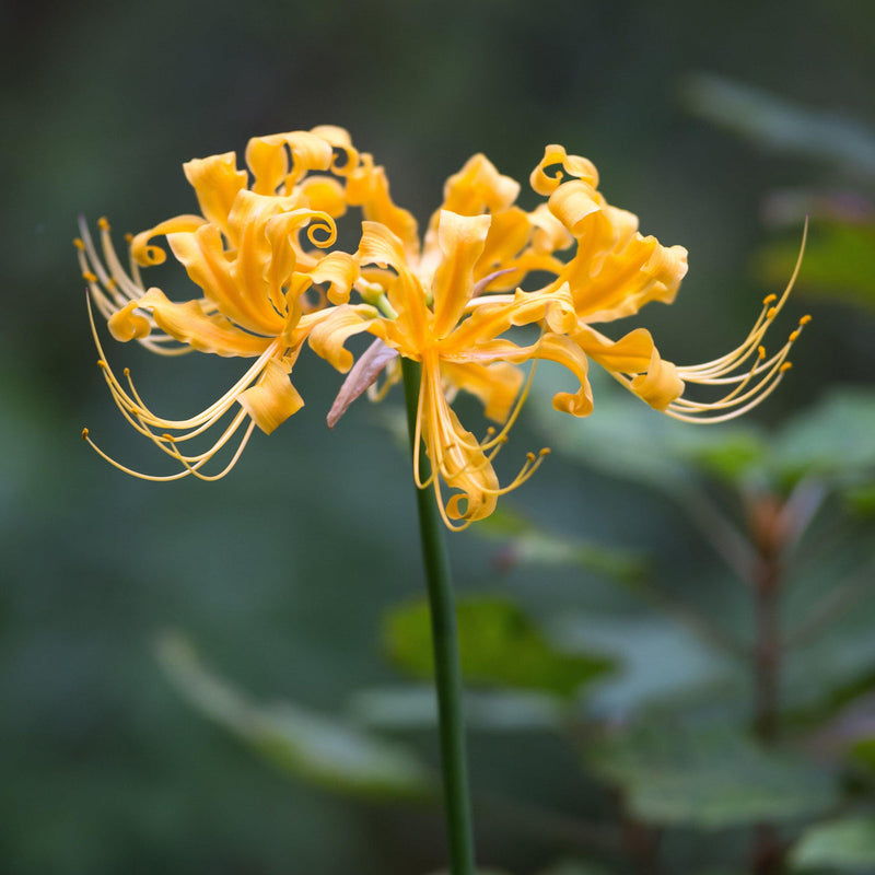 Lycoris radiata blume samen for anpflanzung shade tolerant heirloom & gmo free samen for home garten 
 
 sale samen for home garten anpflanzung